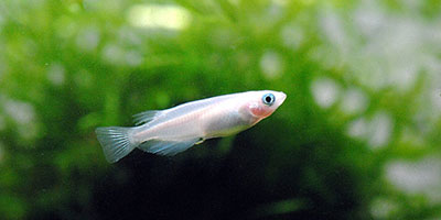 魚類 魚卵 稚仔魚 生物辞典 株式会社プラントビオ 魚類 魚卵 稚仔魚 生物辞典 株式会社プラントビオ